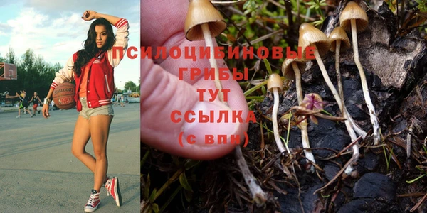 ПСИЛОЦИБИНОВЫЕ ГРИБЫ Арсеньев